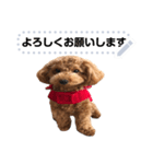 toy poodle MILI message stamp（個別スタンプ：7）