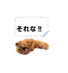 toy poodle MILI message stamp（個別スタンプ：8）