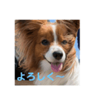 ぼくのいえのいぬ（個別スタンプ：3）