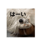 ぼくのいえのいぬ（個別スタンプ：4）