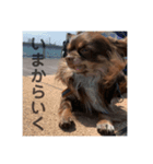 ぼくのいえのいぬ（個別スタンプ：6）
