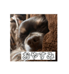 ぼくのいえのいぬ（個別スタンプ：7）