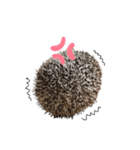 ハリネズミのよつば（個別スタンプ：4）