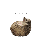 ハリネズミのよつば（個別スタンプ：6）