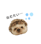 ハリネズミのよつば（個別スタンプ：7）