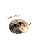ハリネズミのよつば（個別スタンプ：12）