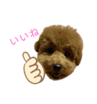茶々くんスタンプ2でたよ（個別スタンプ：4）