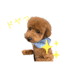 茶々くんスタンプ2でたよ（個別スタンプ：9）