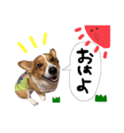 れんくん❤︎（個別スタンプ：1）