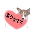 れんくん❤︎（個別スタンプ：4）