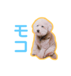 トイプードルのモコとピノ（個別スタンプ：1）