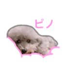 トイプードルのモコとピノ（個別スタンプ：2）