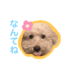 トイプードルのモコとピノ（個別スタンプ：10）