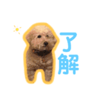 トイプードルのモコとピノ（個別スタンプ：11）