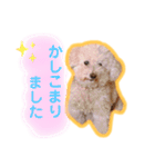 トイプードルのモコとピノ（個別スタンプ：12）