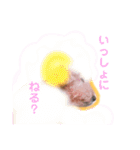 トイプードルのモコとピノ（個別スタンプ：13）