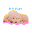 トイプードルのモコとピノ（個別スタンプ：14）