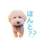 トイプードルのモコとピノ（個別スタンプ：19）