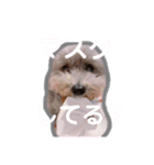 トイプードルのモコとピノ（個別スタンプ：24）