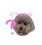 トイプードルのモコとピノ（個別スタンプ：25）