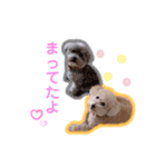 トイプードルのモコとピノ（個別スタンプ：32）