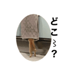 こねスタ3（個別スタンプ：1）