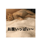 こねスタ3（個別スタンプ：2）