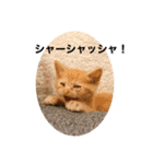 こねスタ3（個別スタンプ：4）
