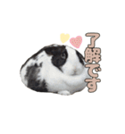 ごまっちゃんスタンプ〜たまにちゅんこ〜（個別スタンプ：1）