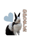 ごまっちゃんスタンプ〜たまにちゅんこ〜（個別スタンプ：2）