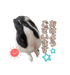 ごまっちゃんスタンプ〜たまにちゅんこ〜（個別スタンプ：3）