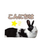 ごまっちゃんスタンプ〜たまにちゅんこ〜（個別スタンプ：5）