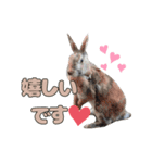 ごまっちゃんスタンプ〜たまにちゅんこ〜（個別スタンプ：7）