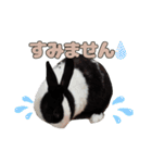 ごまっちゃんスタンプ〜たまにちゅんこ〜（個別スタンプ：8）