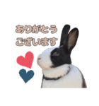 ごまっちゃんスタンプ〜たまにちゅんこ〜（個別スタンプ：9）