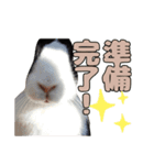 ごまっちゃんスタンプ〜たまにちゅんこ〜（個別スタンプ：11）