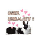 ごまっちゃんスタンプ〜たまにちゅんこ〜（個別スタンプ：13）