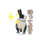 ごまっちゃんスタンプ〜たまにちゅんこ〜（個別スタンプ：14）