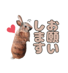 ごまっちゃんスタンプ〜たまにちゅんこ〜（個別スタンプ：15）