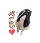 ごまっちゃんスタンプ〜たまにちゅんこ〜（個別スタンプ：16）
