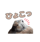 ごまっちゃんスタンプ〜たまにちゅんこ〜（個別スタンプ：18）