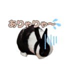 ごまっちゃんスタンプ〜たまにちゅんこ〜（個別スタンプ：19）