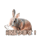 ごまっちゃんスタンプ〜たまにちゅんこ〜（個別スタンプ：22）