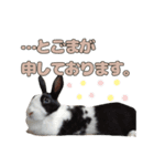 ごまっちゃんスタンプ〜たまにちゅんこ〜（個別スタンプ：24）