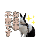 ごまっちゃんスタンプ〜たまにちゅんこ〜（個別スタンプ：25）