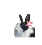 ごまっちゃんスタンプ〜たまにちゅんこ〜（個別スタンプ：33）