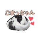 ごまっちゃんスタンプ〜たまにちゅんこ〜（個別スタンプ：37）