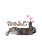 ごまっちゃんスタンプ〜たまにちゅんこ〜（個別スタンプ：38）