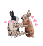 ごまっちゃんスタンプ〜たまにちゅんこ〜（個別スタンプ：39）