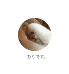 さぶろうだぞう（個別スタンプ：1）